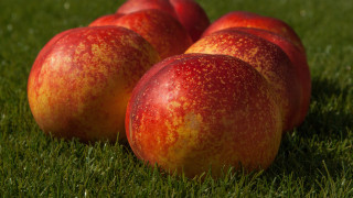 Apples green field macro food - fine texture free wallpaper