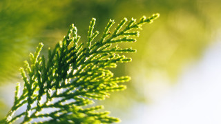 Green branch macro blurry background - a blurry background of leaves free wallpaper