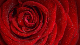 Red rose water droplets macro 51 - close free wallpaper for desktop