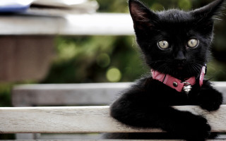Black cat pink collar serious - a pink collar free wallpaper