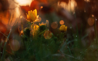 Yellow flower grass sunlight blur - a yellow flower free wallpaper