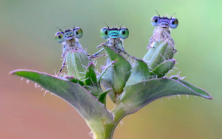 Three bugs on plant stem - little free wallpaper