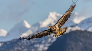 Large bird flying over mountains - over a mountain range free wallpaper
