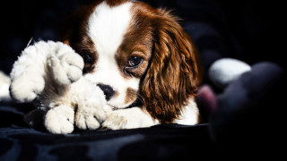 Puppy playing stuffed animal bed - stuffed free wallpaper