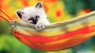 Kitten hammock blue eyes cute - a hammock free wallpaper