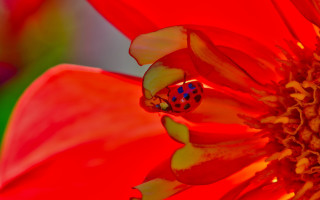 Ladybug redflower greenbackground macrofire flame - corneille free wallpaper