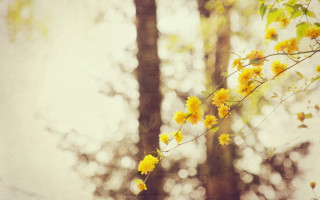 Branch yellow flowers forest sky - the background and a sky background free wallpaper