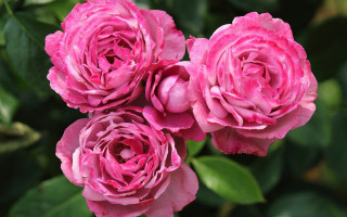 Pink roses green leaves blurry 2 - pink rose free wallpaper