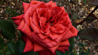 Red rose water droplets macro 28 - a green leafy area free wallpaper