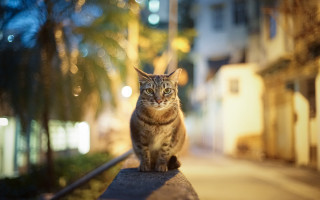 Cat ledge street night bokeh - adrian zingg free wallpaper
