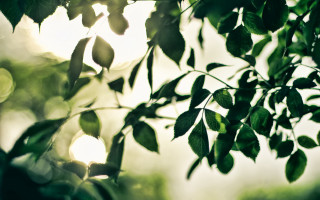 Tree leaves sunshine macro lens - a close up of a tree free wallpaper