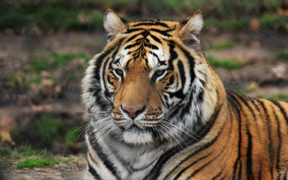 Tiger laying in grass looking 3 - a blurry background of grass and dirt free wallpaper