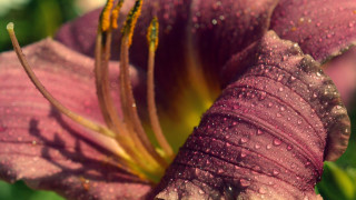Purple flower water droplets macro 13 - petal free wallpaper