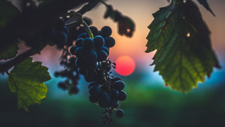 Grapes sunset silhouette vines fullmoon - vine free wallpaper for desktop