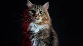 Cat red tail black background - a red tail free wallpaper for desktop