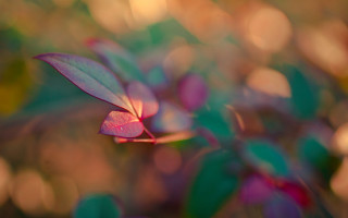 Plant leaves flowers macro shallow - a blurry background of the leaves free wallpaper