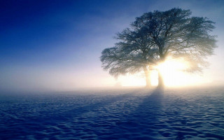 Lone tree snowy field sunshine - a lone tree in a snowy field free wallpaper