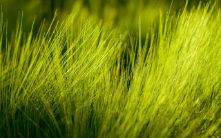 Green grass closeup blurry background 3 - a blurry background of grass free wallpaper