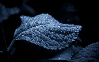 Leaf water droplets dark night - a few other leaf free wallpaper