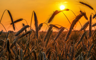 Wheat field sunset clouds barn - heavy grain free wallpaper