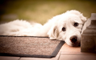 White dog laying on rug - a rug free wallpaper