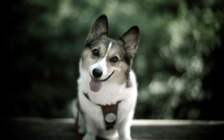 Shiba inu dog bench sunny - a collar free wallpaper for desktop