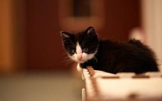Black white kitten table door - kitten free wallpaper