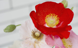 Red white flower green stem 4 - a white brick wall free wallpaper