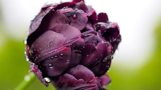Purple flower water droplets macro 15 - petal free wallpaper for desktop