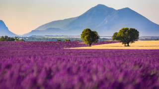Lavender field mountain sunset impressionist - a field of lavender free wallpaper
