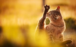 Cat reaching up branch animal - a cat free wallpaper