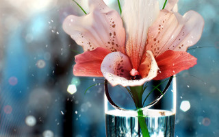 Flower vase water droplets bokeh - photorealistic imagery free wallpaper