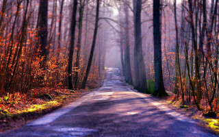 Foggy forest road autumn leaves - a foggy sky free wallpaper