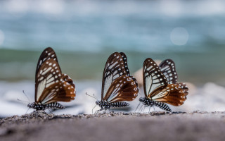 Three butterflies sand ocean blurry - photograph free wallpaper for desktop