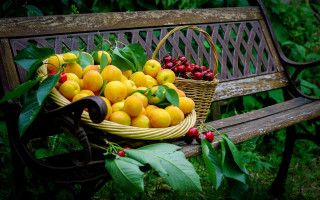 Basket fruit bench tree bushes - a tree and bushes free wallpaper