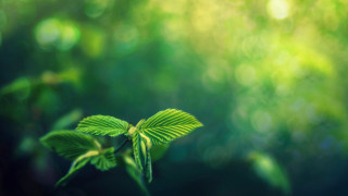 Green leaf butterfly bokeh nature - the leaf free wallpaper