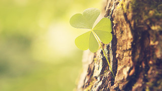 Four leaf clover tree forest - green foliage free wallpaper