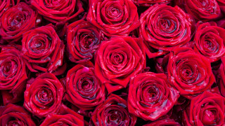Red roses water droplets macro 7 - a pile together free wallpaper