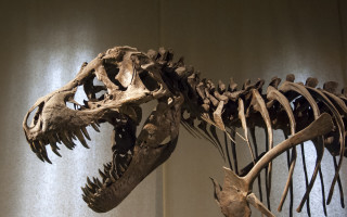 Dinosaur skeleton museum display light - neoprimitivism free wallpaper