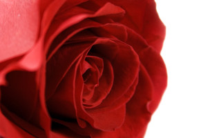 Red rose macro closeup flower - slight free wallpaper