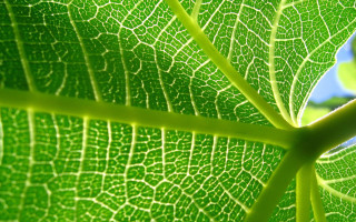 Green leaf blue sky macro 6 - thin free wallpaper for desktop