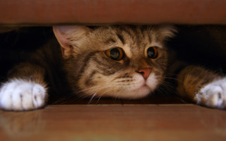 Cat hiding brown box photorealism - dof free wallpaper
