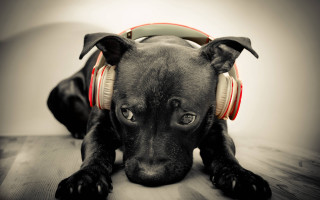 Black dog headphones laying floor - a black dog free wallpaper