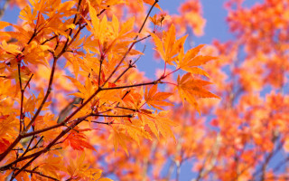 Fall orange leaves blue sky - the fall free wallpaper