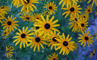 Yellow flowers field blue sky 2 - a field of grass and dirt free wallpaper