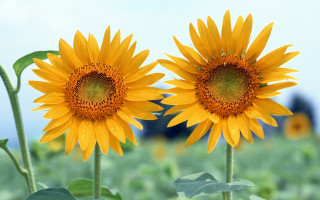 Sunflowers field blue sky building - claire dalby free wallpaper for desktop