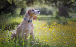 Dog field flower grass collar - a collar free wallpaper