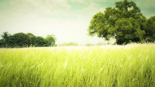 Field tree clouds garden nature - grass free wallpaper