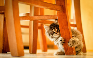 Kitten hiding under chair curious - the camera len free wallpaper