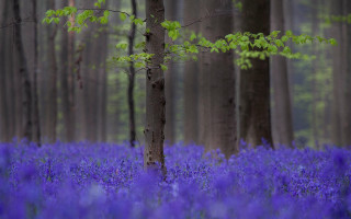 Purple forest flowers tree impressionist - purple flower and trees free wallpaper